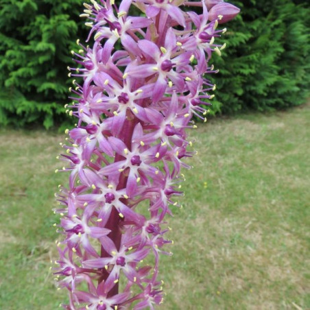 Eucomis twinkle stars®