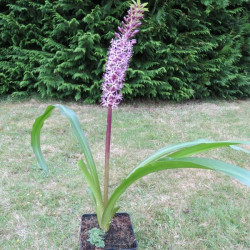 Eucomis twinkle stars®