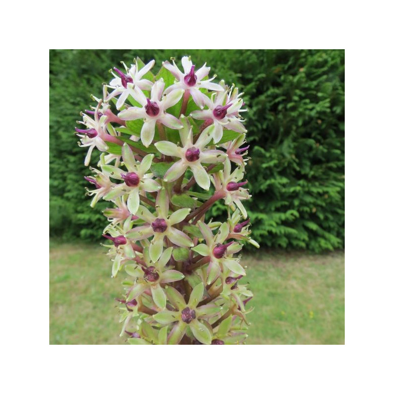 Eucomis Tugela ruby®