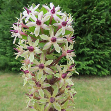 Eucomis Tugela ruby®