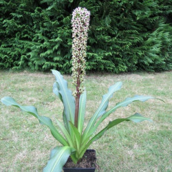 Eucomis Tugela ruby®