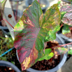 Colocasia Morning Star