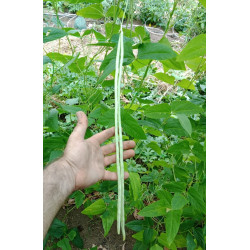 Vigna unguiculata sesquipedalis