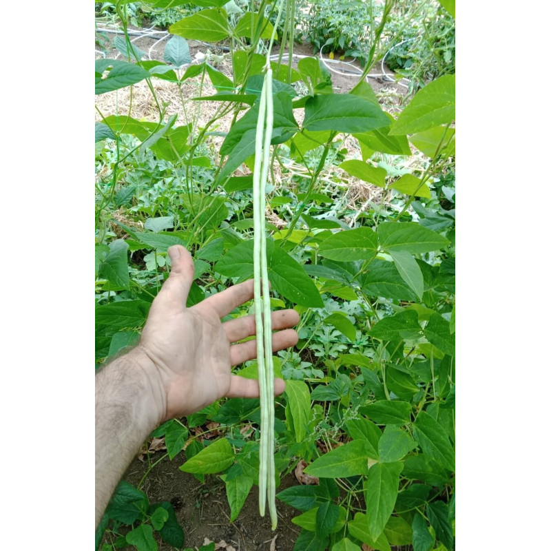 Vigna unguiculata sesquipedalis Vigna unguiculata sesquipedalis