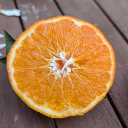 Citrus clementina Fina