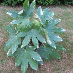 Fatsia japonica variegata