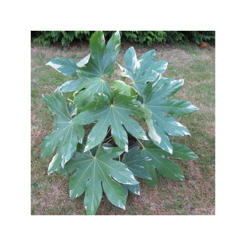 Fatsia japonica variegata