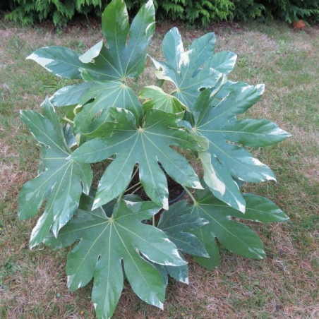 Fatsia japonica variegata