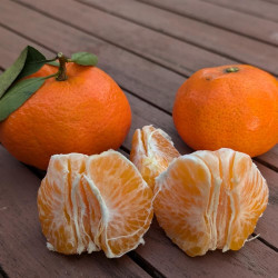 Citrus clementina Oroval