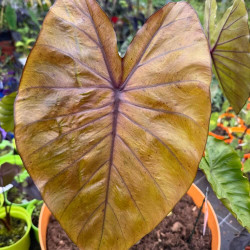 Colocasia Oriole®