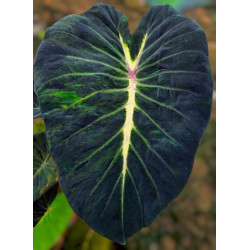 Colocasia Mojito Lava®