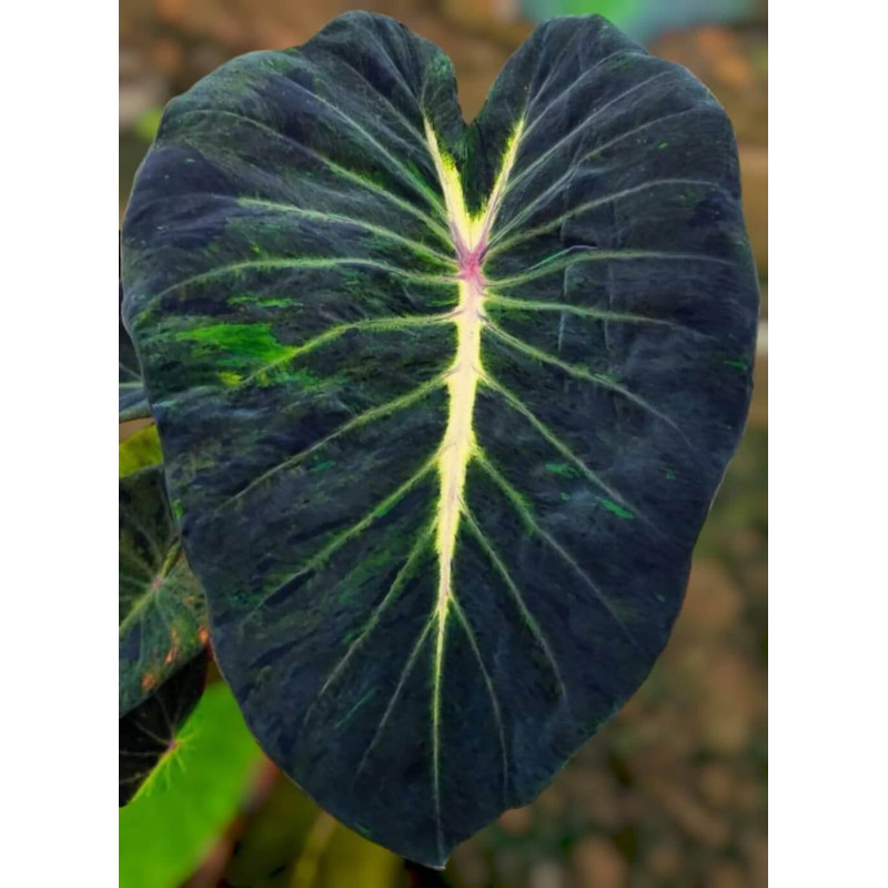 Colocasia Mojito Lava® Colocasia Mojito Lava®