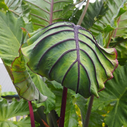 Colocasia Jurassic Jellyfish®