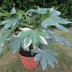 Fatsia japonica variegata