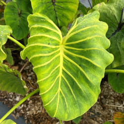 Colocasia 'COPHAMAYEL' Pharaohs Mask yellow®