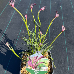 Anigozanthos Celebration® Carnivale