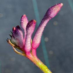 Anigozanthos Celebration® Carnivale