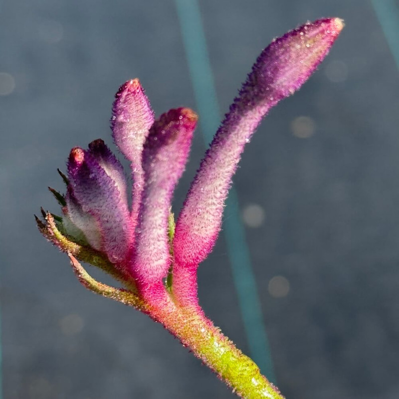 Anigozanthos Celebration® Carnivale Anigozanthos Celebration® Carnivale