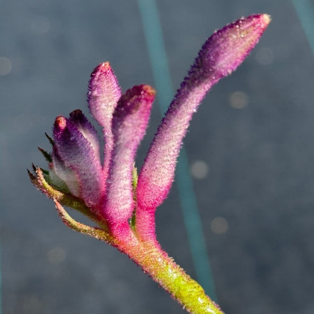 Anigozanthos Celebration® Carnivale