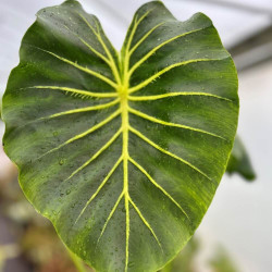 Colocasia 'COPHAMAYEL' Pharaohs Mask white®