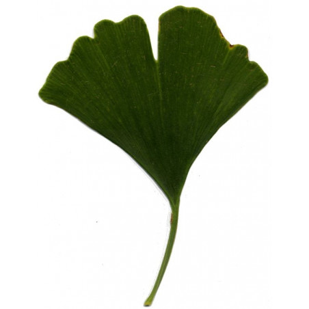 Ginkgo biloba