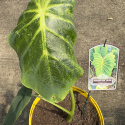 Colocasia 'COPHAMAYEL' Pharaohs Mask yellow®