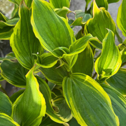 Tricyrtis Autumn Glow
