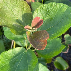 Dombeya rotundifolia