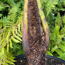 Cyathea novae-caledoniae