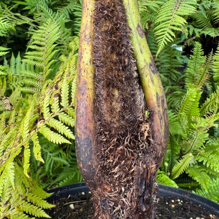 Cyathea novae-caledoniae