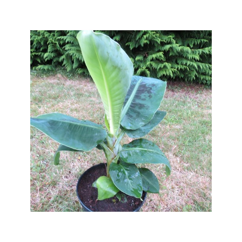 Musa acuminata 'dwarf Cavendish'