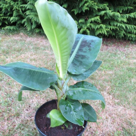 Musa acuminata 'dwarf Cavendish' 4 l