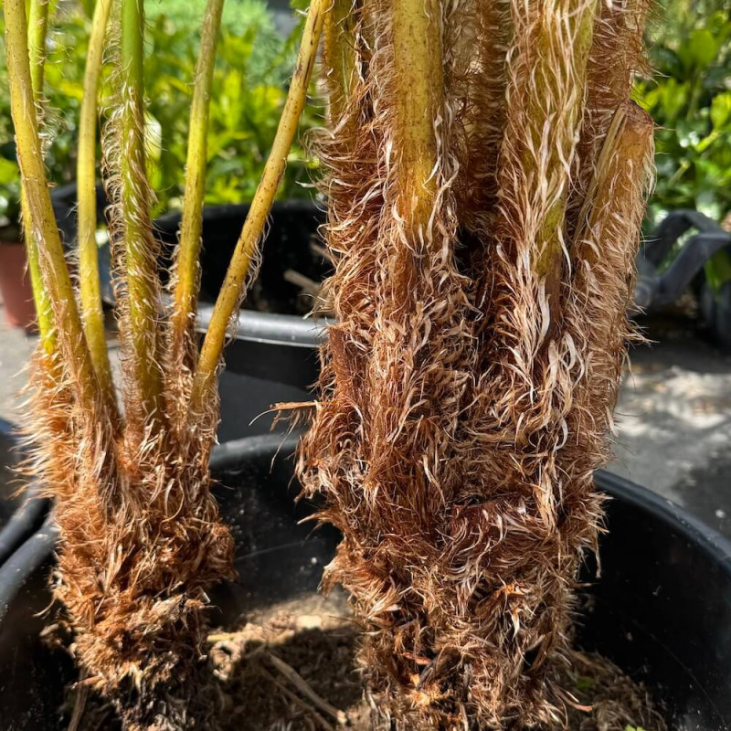 Cyathea cooperi Brentwood