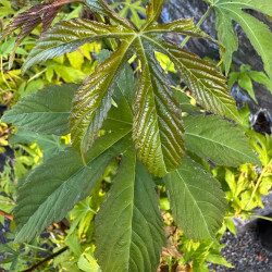 Rubus chingii suavissimus
