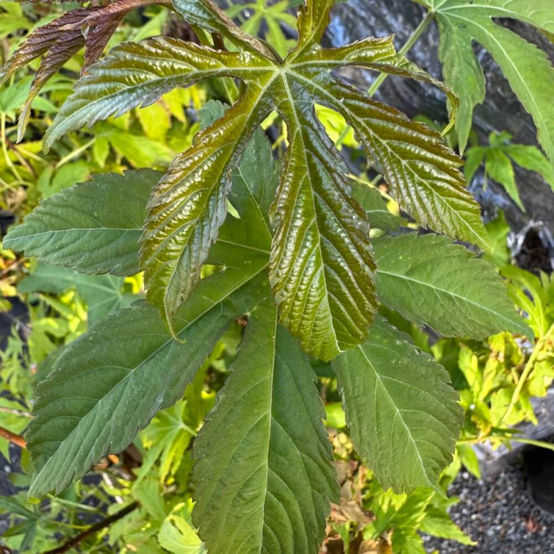 Rubus chingii suavissimus Rubus chingii suavissimus