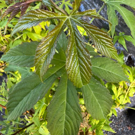Rubus chingii suavissimus