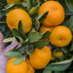 Citrus satsuma Owari...