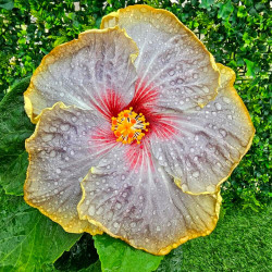 Hibiscus Dark Knight