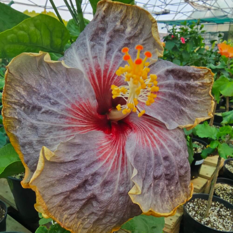 Hibiscus Dark Knight Hibiscus Dark Knight
