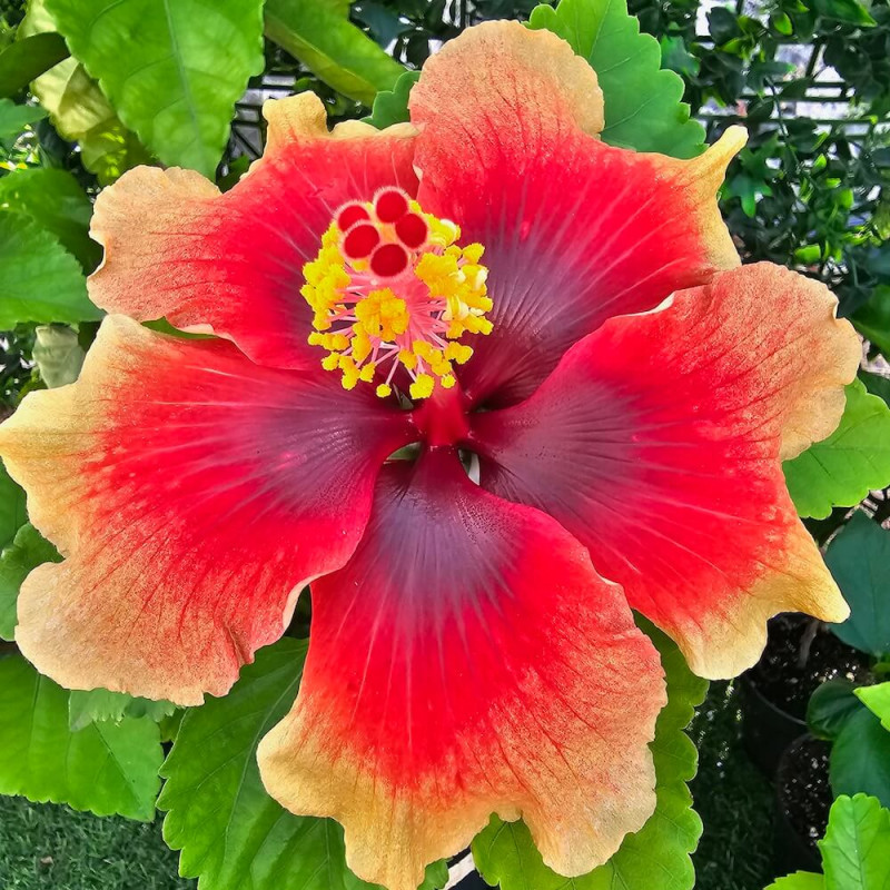 Hibiscus Volcano Hibiscus Volcano