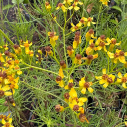 Senecio linifolius