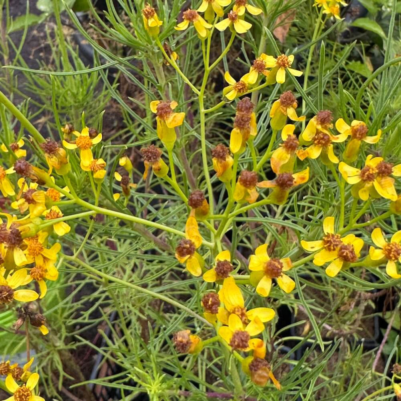 Senecio linifolius Senecio linifolius