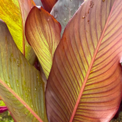 Canna musafolia rubrum