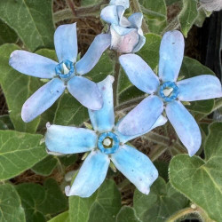Tweedia caerulea