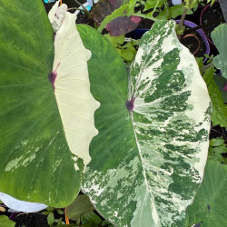 Colocasia White Pharaoh