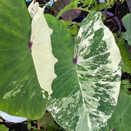 Colocasia White Pharaoh