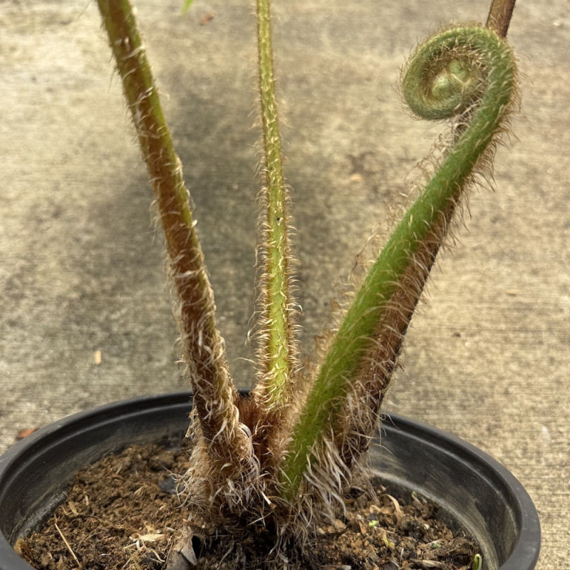 Cyathea atrox Cyathea atrox
