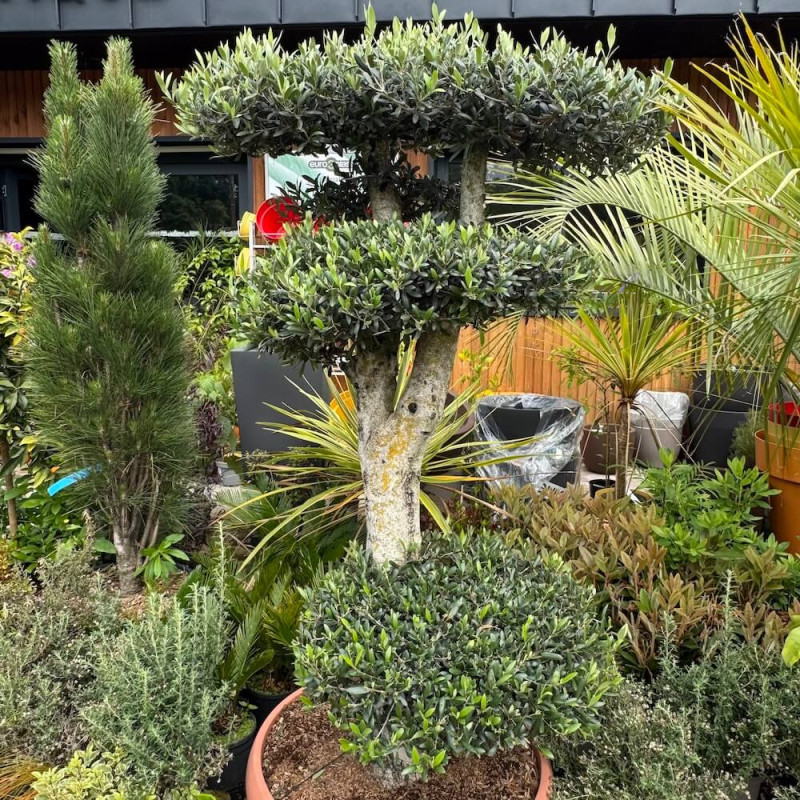Olea europea plateau Olea europea plateau