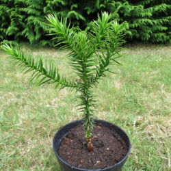 Araucaria araucana 2 l