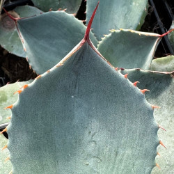 Agave truncata Red Horn